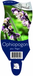 Ophiopogon plan. 'Niger' ; P11
